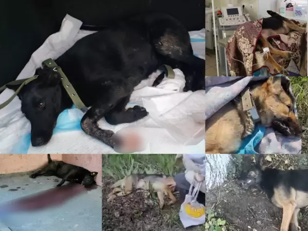 Фото к материалу: Жители Таганрога пожаловались на массовое отравление собак в городе