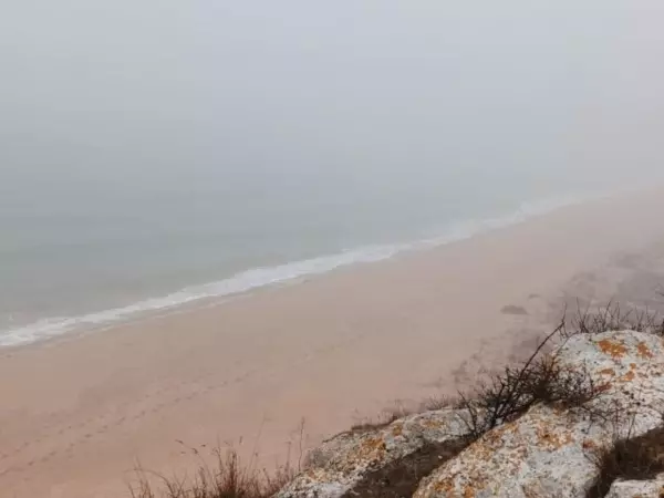Фото к материалу: В Азовском море обнаружили скопление бурых водорослей